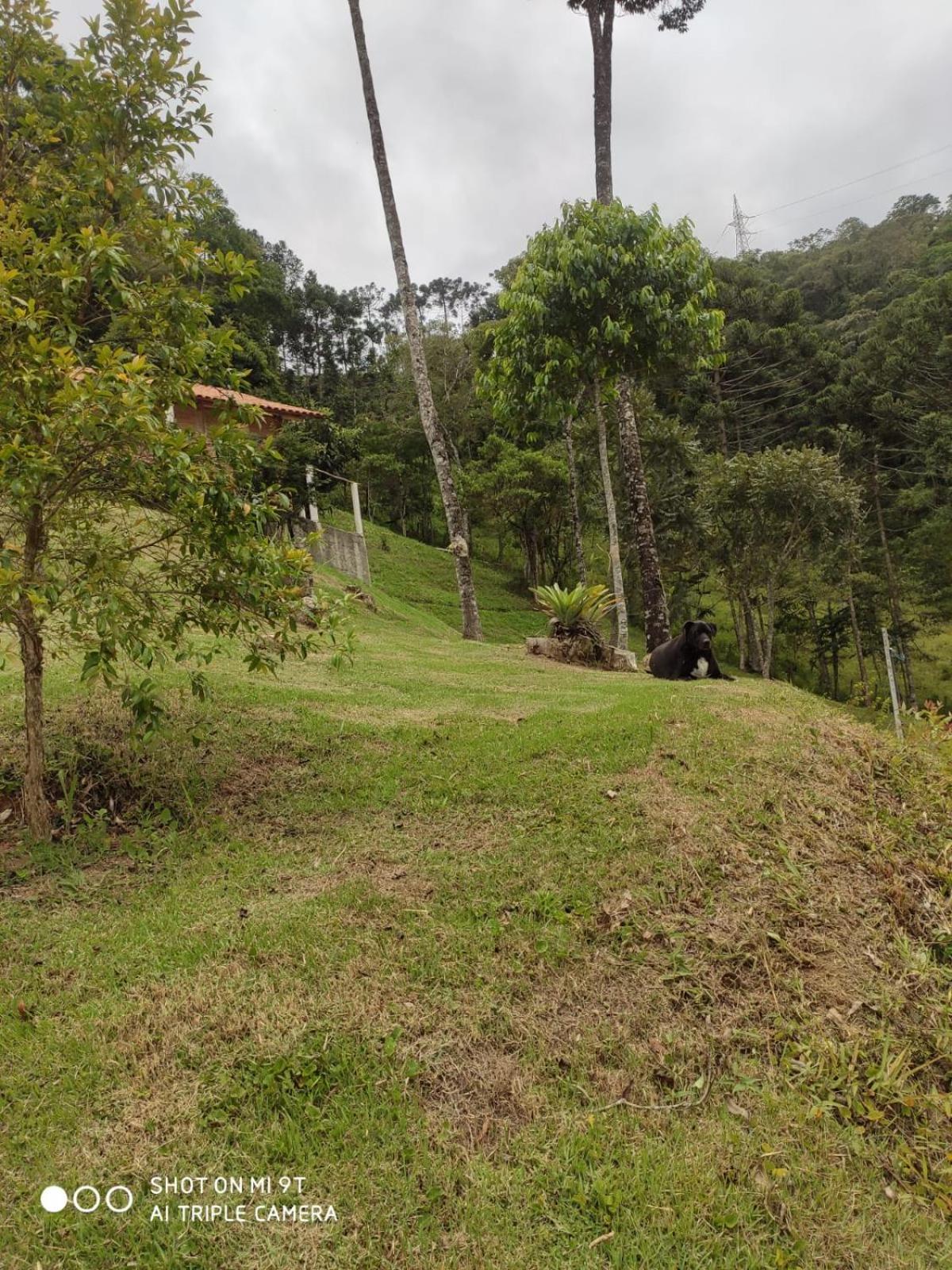 Do Greengo Santo Antonio do Pinhal